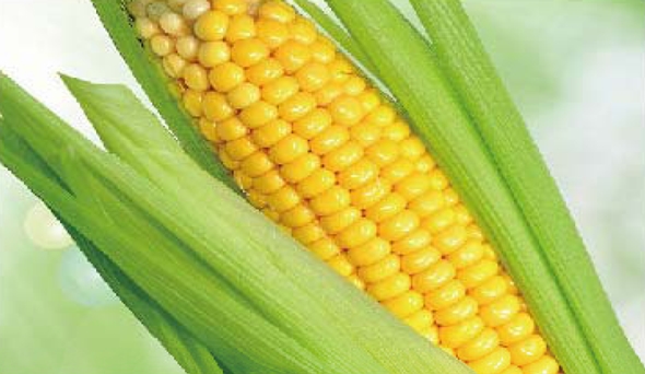 陶瓷膜應(yīng)用：生物、醫(yī)藥行業(yè)